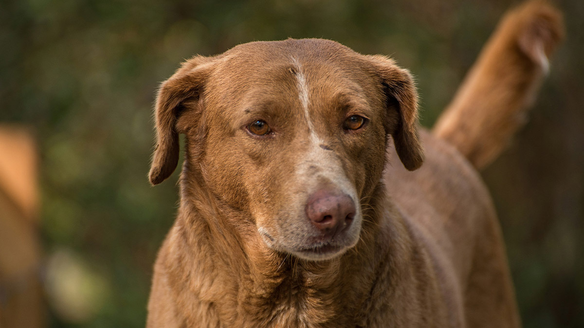 chesapeake-bay-retriever.jpg
