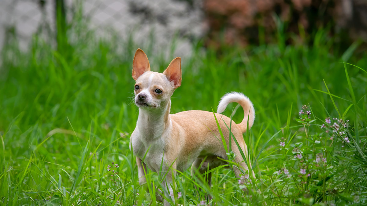 chihuahua-3.jpg