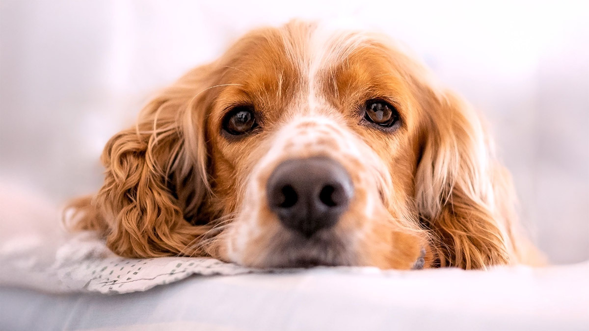 cocker-spaniel-1.jpg