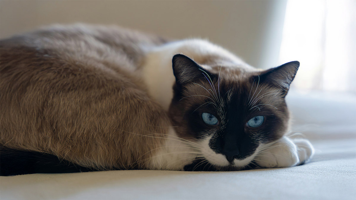 cok-buyumeyen-kedi-cinsleri.jpg