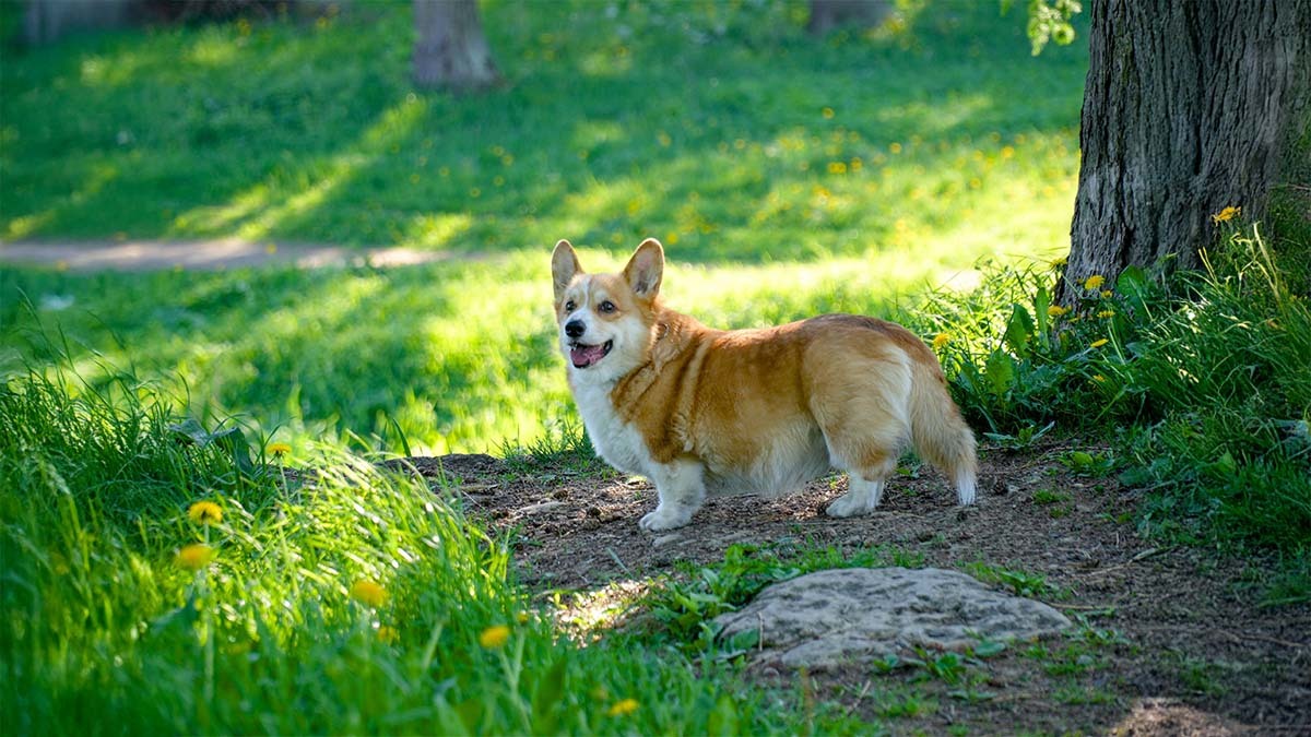 corgi-pembroke-welsh-corgi-cardigan-welsh-corgi.jpg