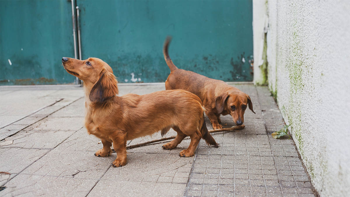 dachshund-sosis-kopek.jpg