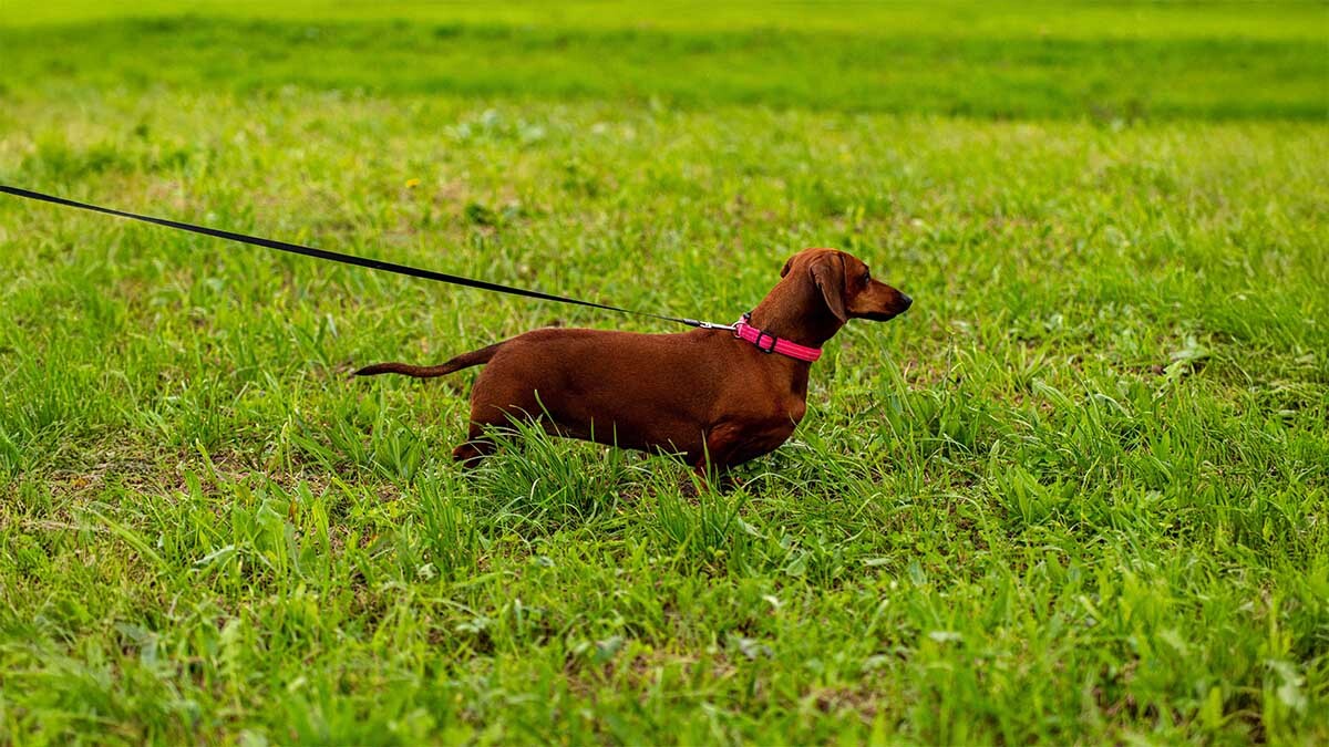 dachshund-yasam-alanina-uygunlugu.jpg