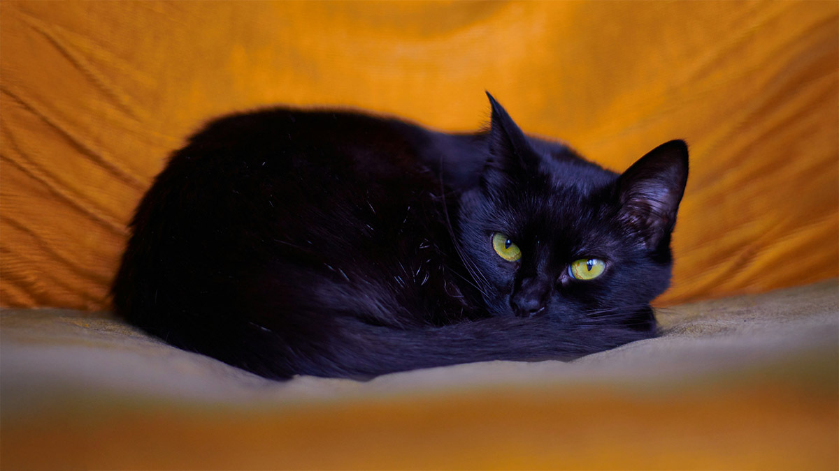 disi-siyah-kedi-isimleri.jpg