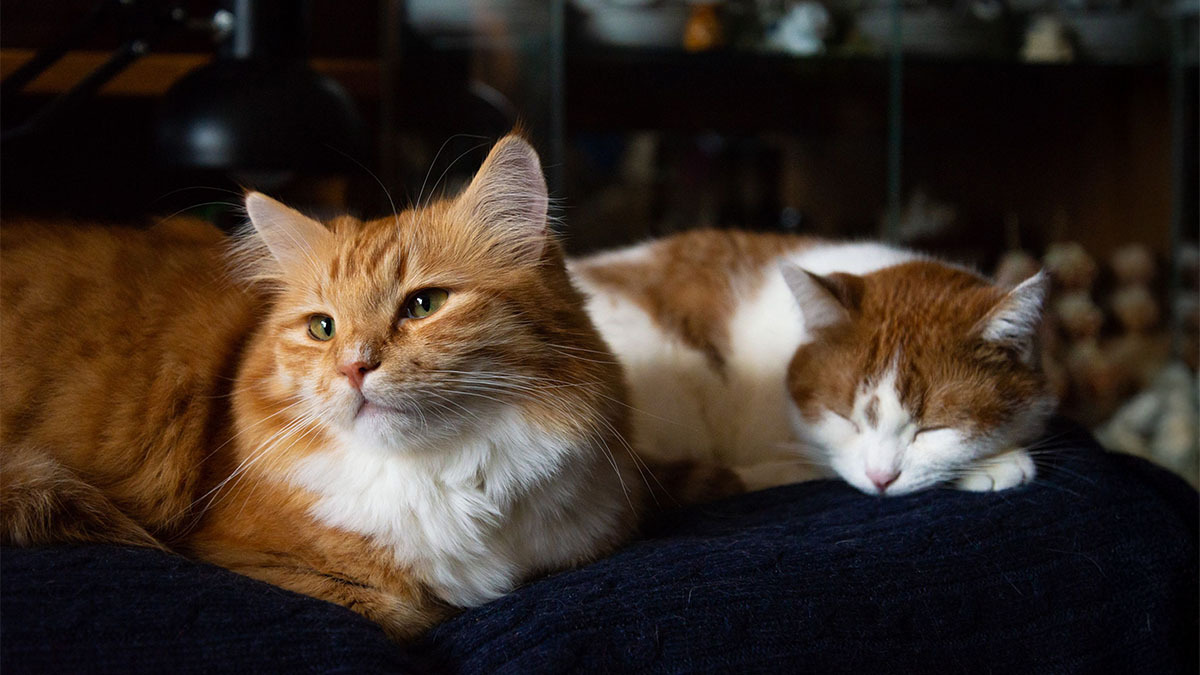 disi-ve-erkek-kedi-birbirine-nasil-alistirilir.jpg