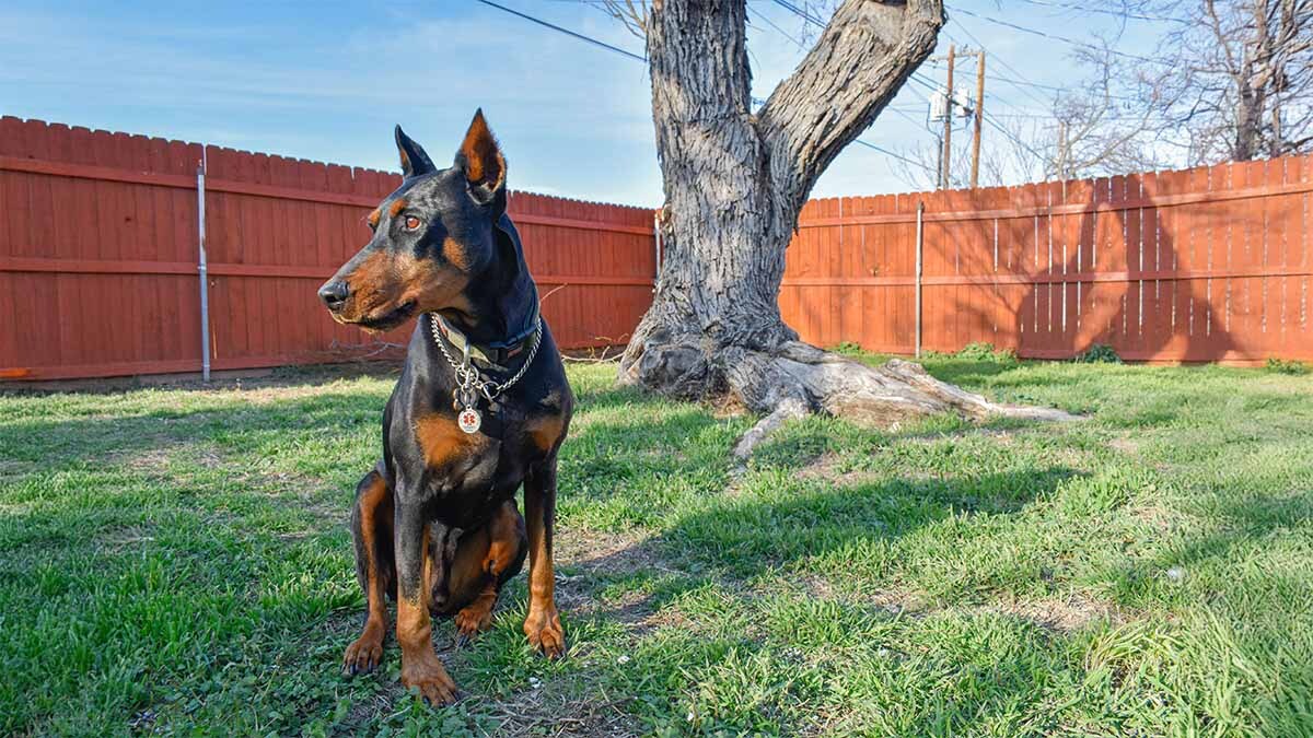 doberman-pinscher.jpg