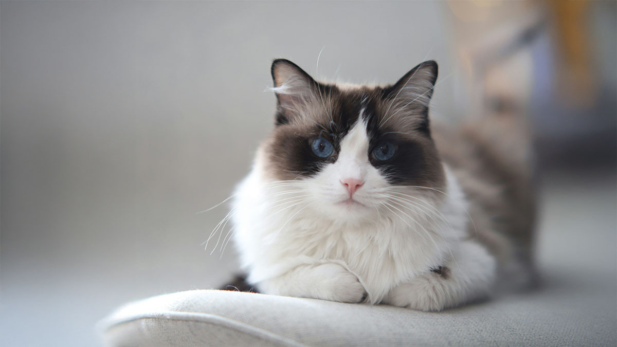 dunyanin-en-uysal-kedi-cinsi-hangisi.jpg