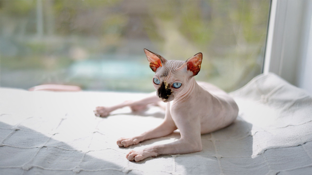 dunyanin-en-zeki-kedi-cinsi.jpg