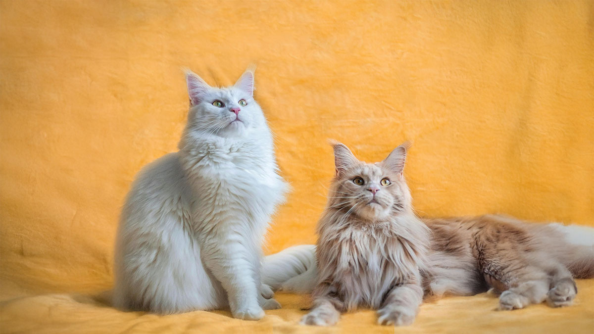 en-uysal-kedi-irklari-nelerdir.jpg