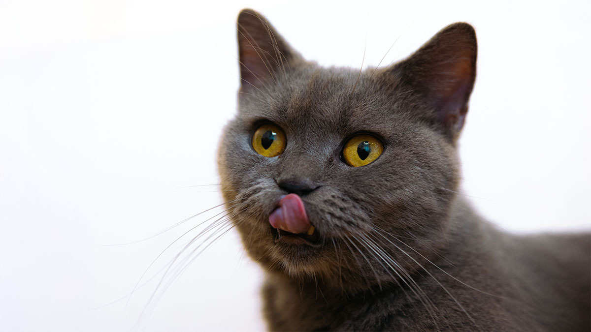 en-uysal-kedi-turlerinde-kedi-odul-mamasi-secimi.jpg