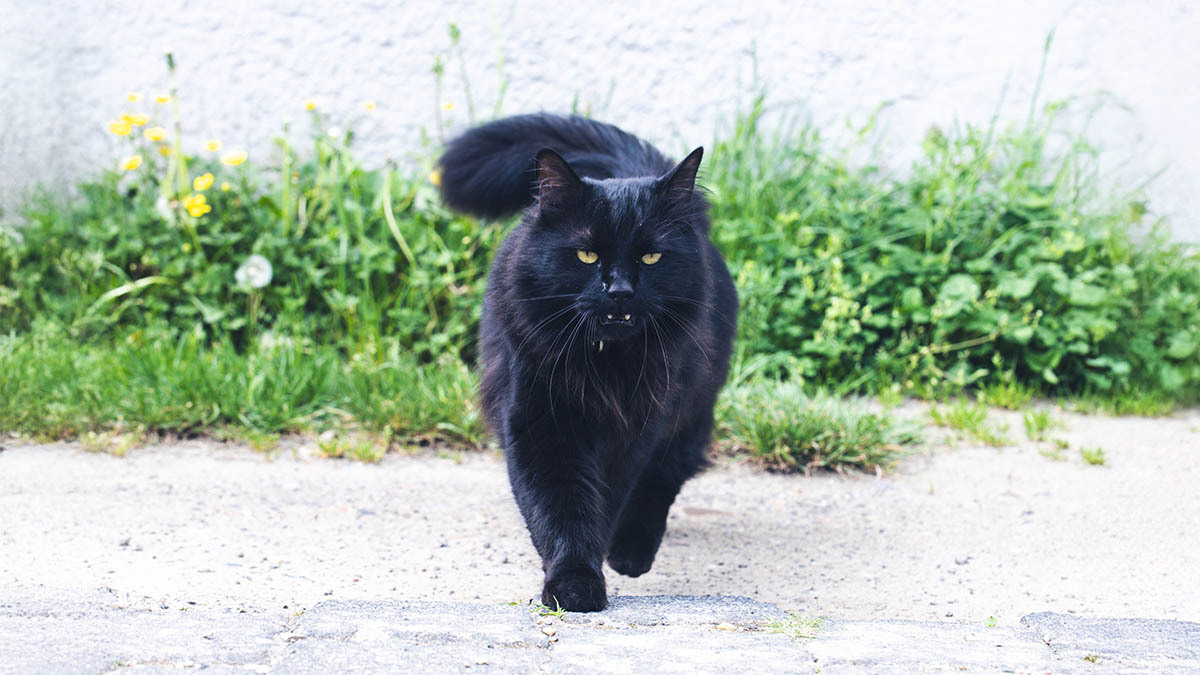 erkek-siyah-kedi-isimleri.jpg