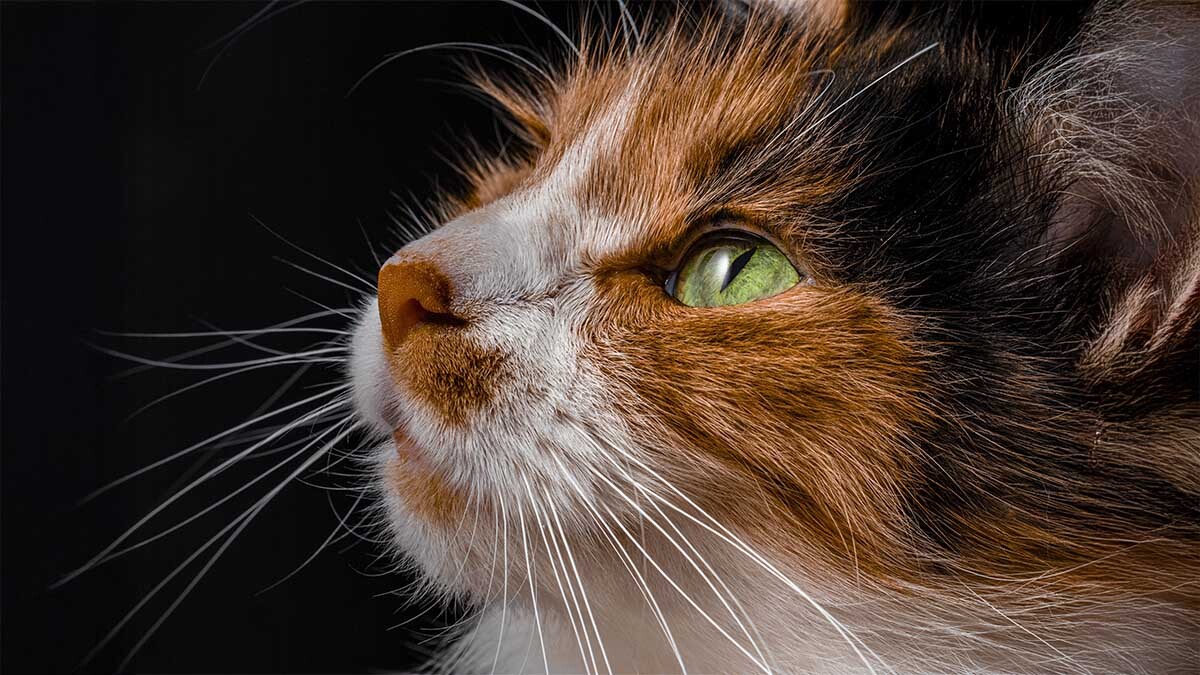 fiziksel-kedi-ozellikleri.jpg