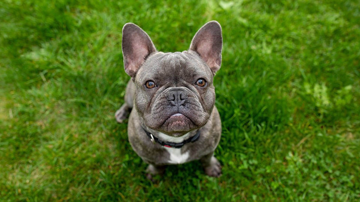 french-bulldog-1.jpg