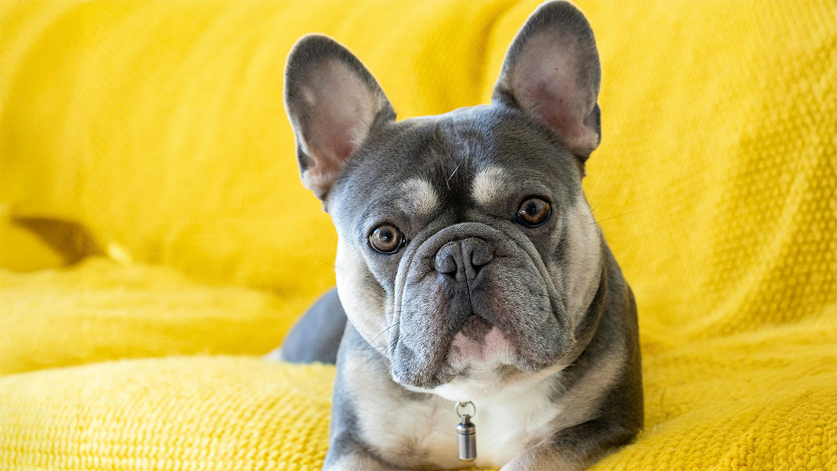 french-bulldog-fino-fransiz.jpg