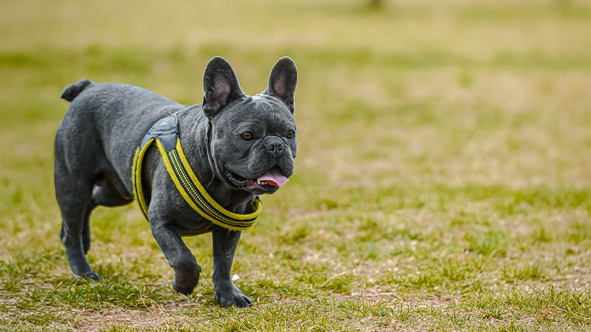 french-bulldog-fransiz-bulldog.jpg