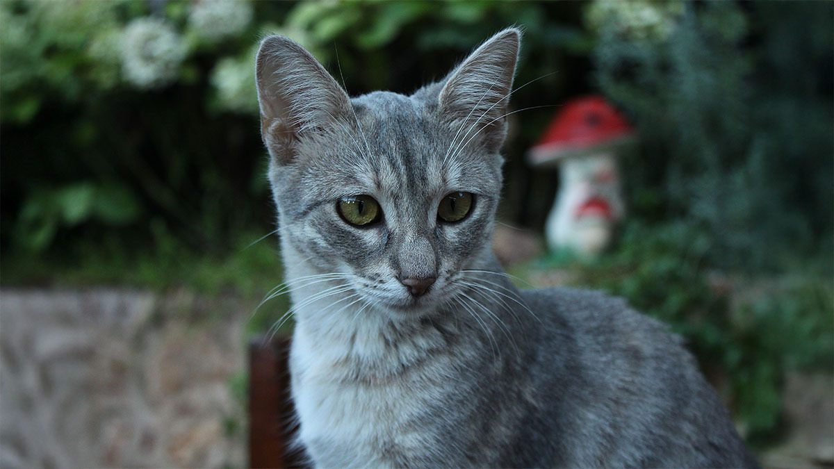 gri-siyah-kedi-isimleri.jpg