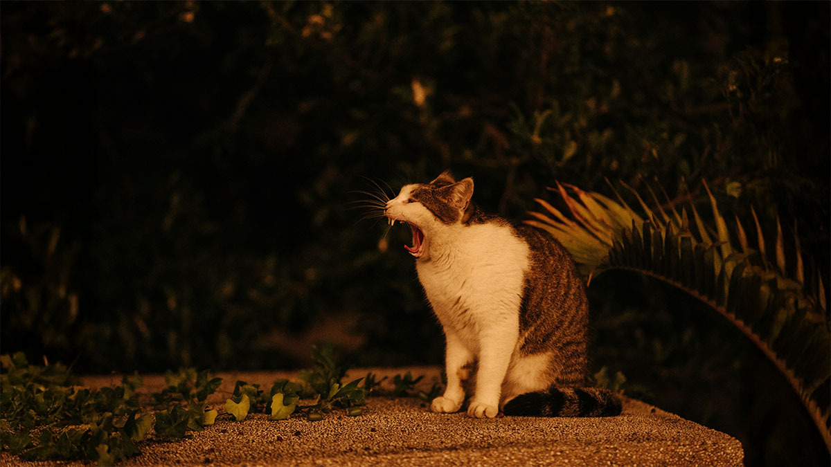 hamile-kedi-gece-neden-miyavlar.jpg