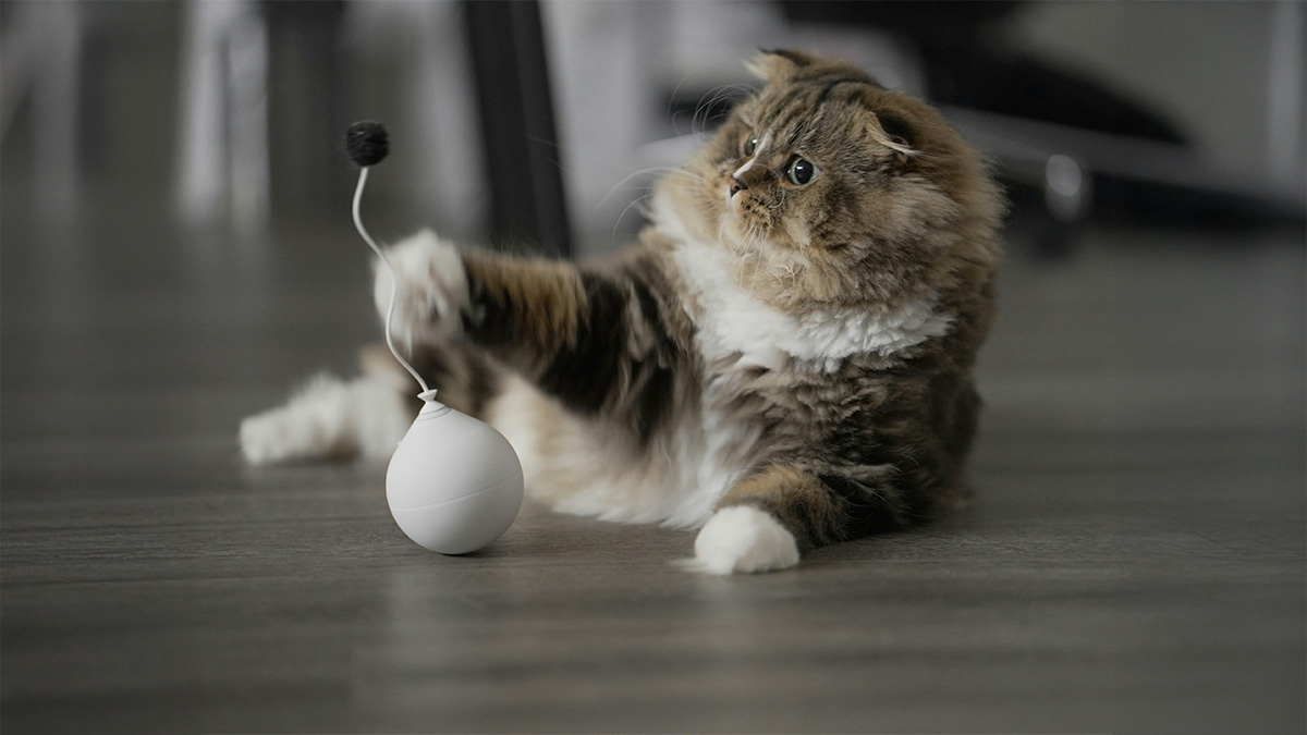 hareketli-kedi-oyuncagi.jpg