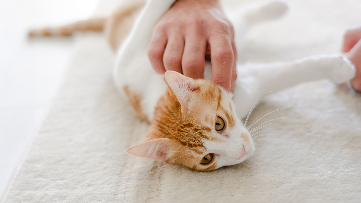hirlayan-bir-kedi-nasil-sakinlestirilir.jpg