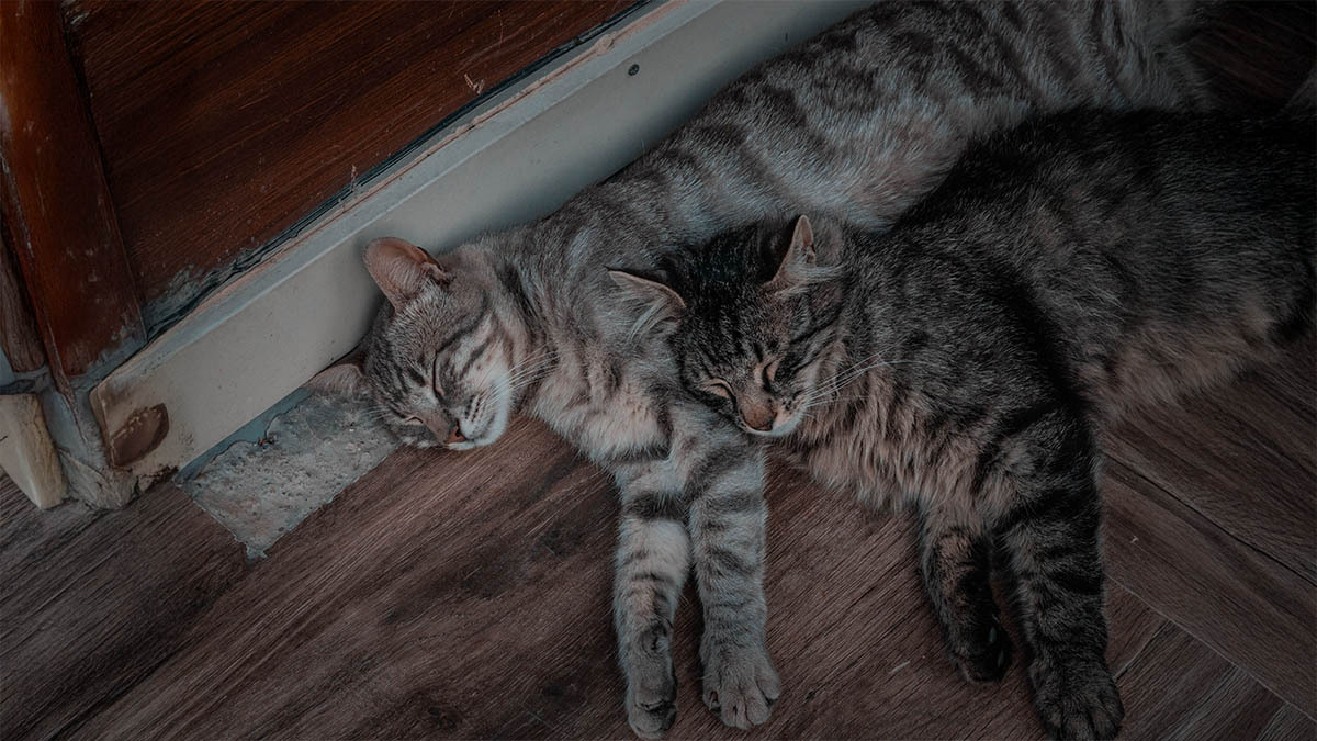 iki-kedi-birbirine-ne-kadar-surede-alisir.jpg