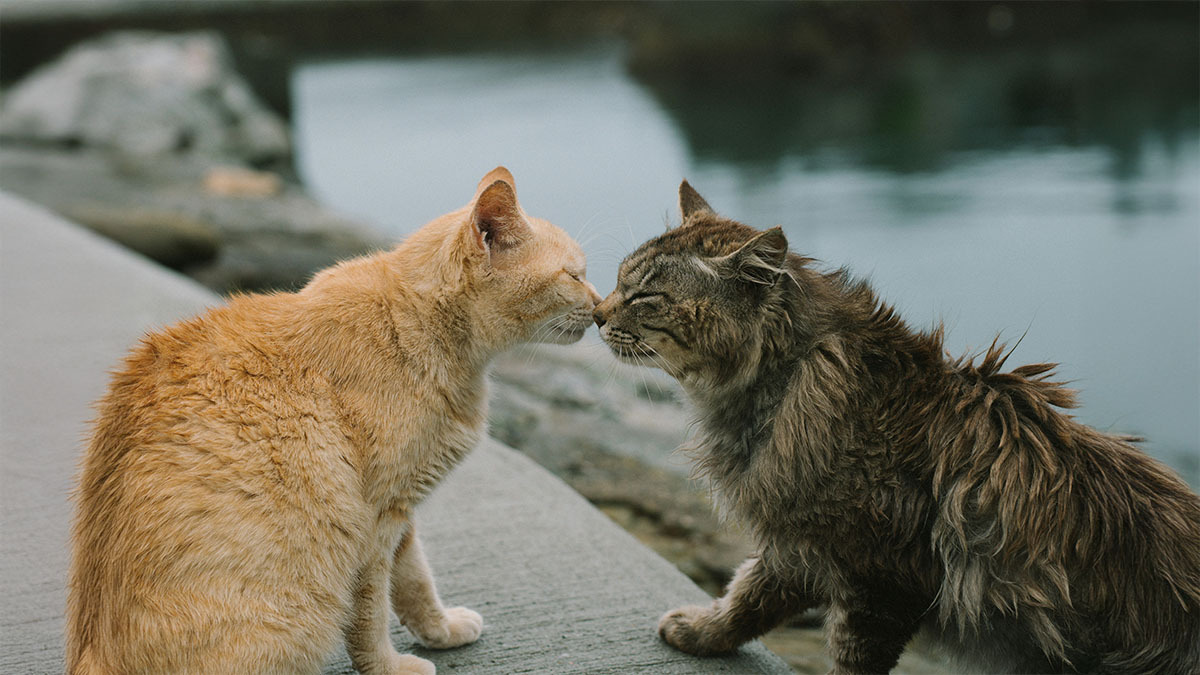 iki-yetiskin-kedi-birbirine-nasil-alistirilir.jpg