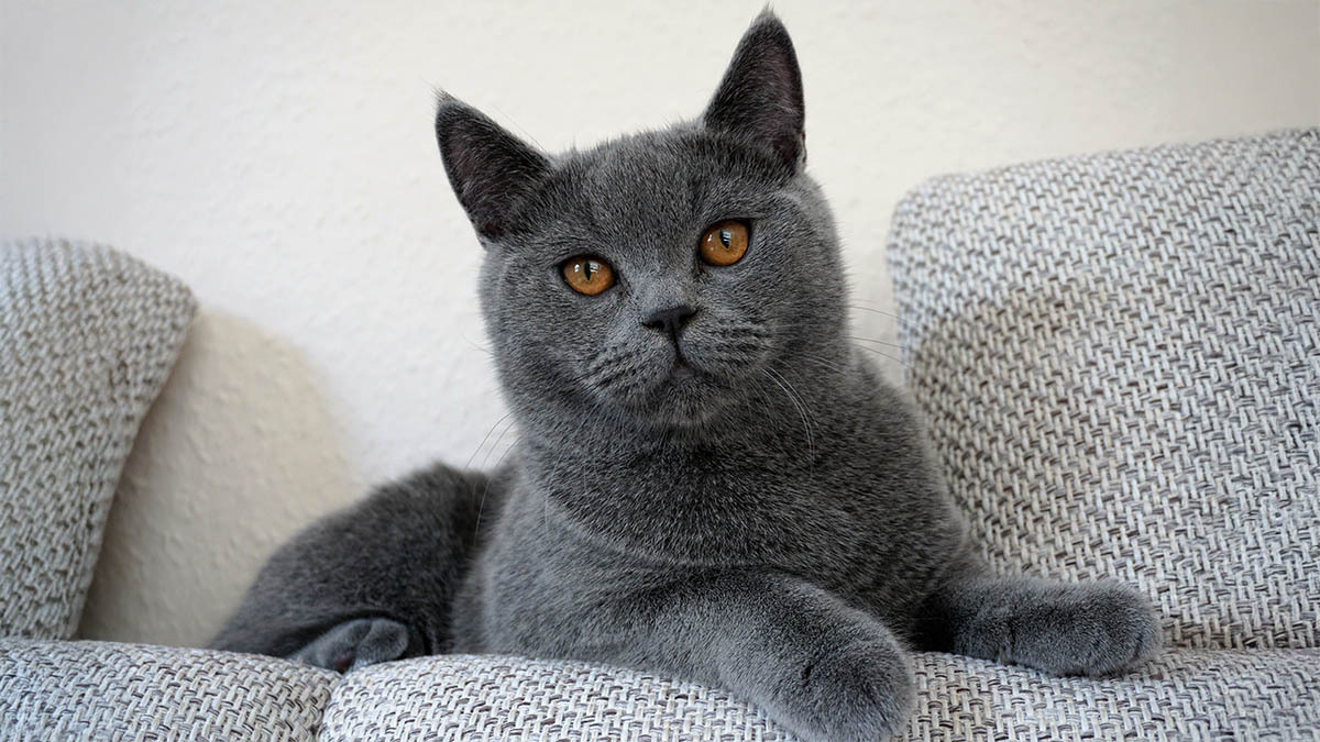 ingilizce-erkek-kedi-isimleri-ve-anlamlari.jpg