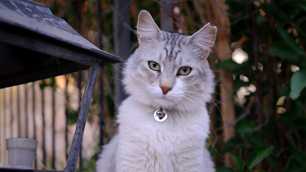 ingilizce-kiz-kedi-isimleri-ve-anlamlari.jpg
