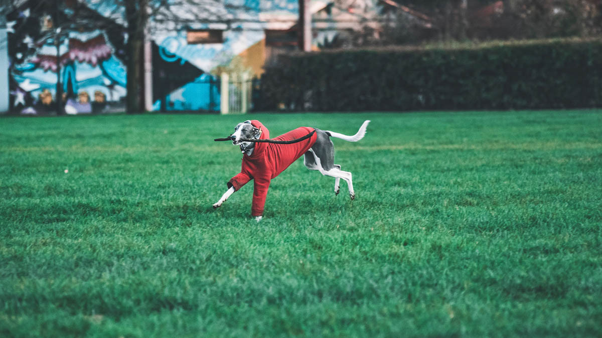 italian-greyhound-fino-italyan.jpg