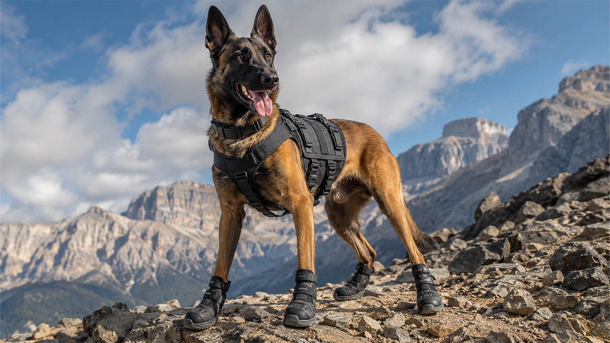 k9-botlari.jpg