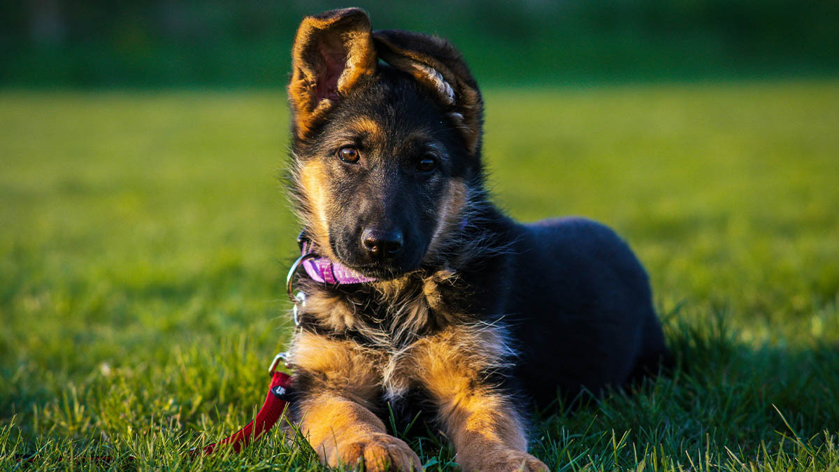 k9-egitimi-nedir-ve-egitim-adimlari-nelerdir.jpg