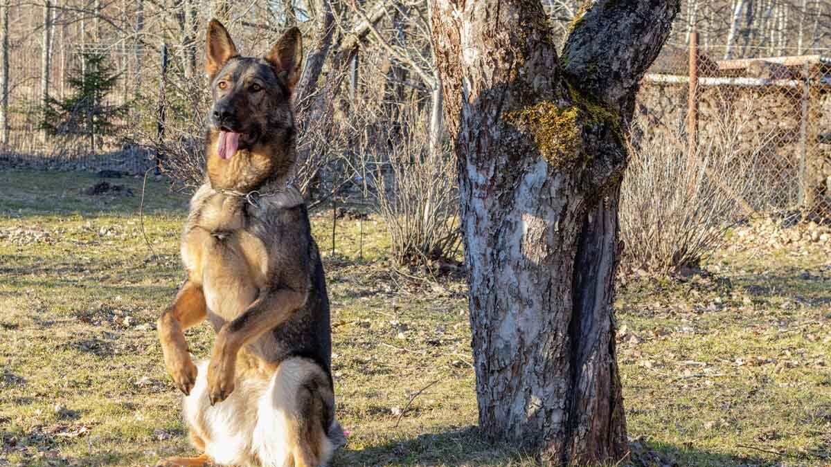k9-kopek-ozellikleri.jpg
