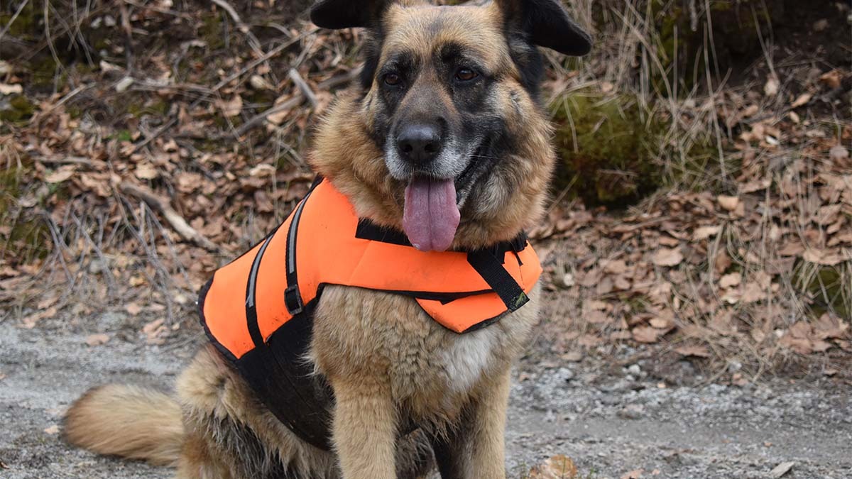 k9-yelegi.jpg