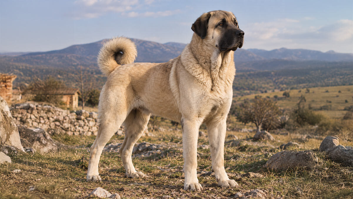 kangal-1.jpg