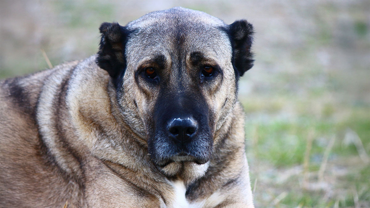 kangal-kopeklerinin-kulaklari-neden-kesilir.jpg