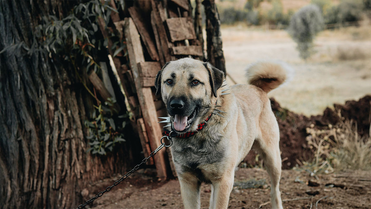 kangal.jpg