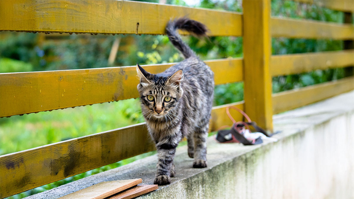 kara-ayakli-kedi.jpg