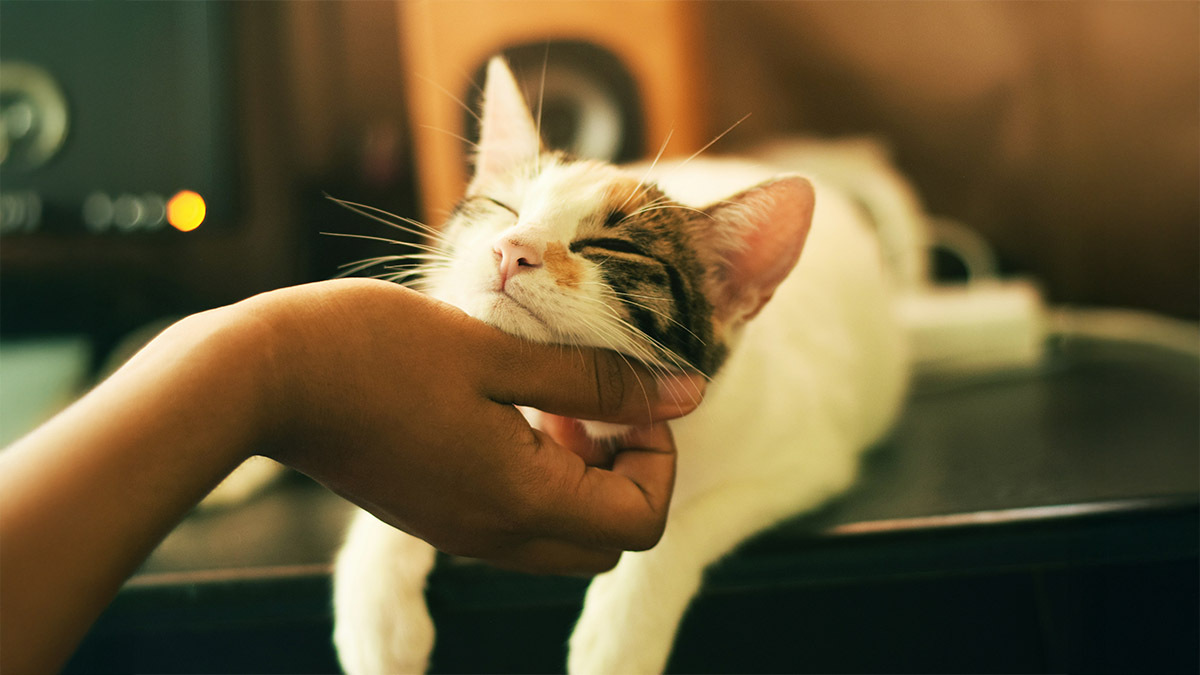kedi-cinsi-secerken-nelere-dikkat-edilmeli.jpg