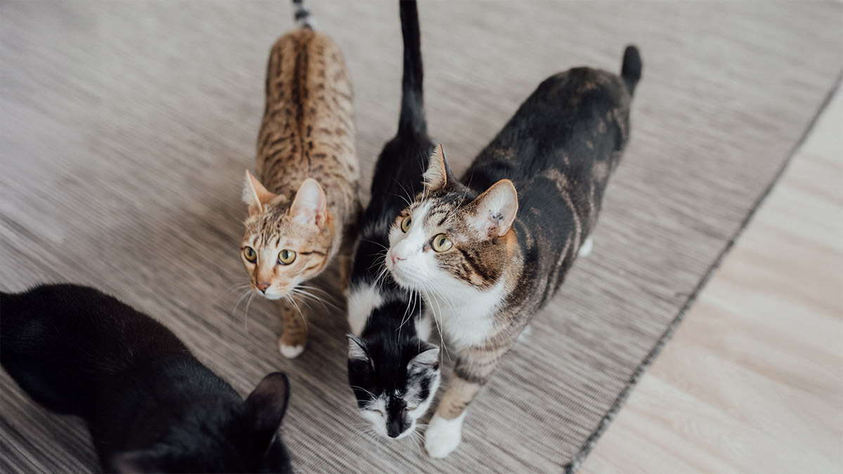 kedi-cinsleri-ve-ozellikleri.jpg