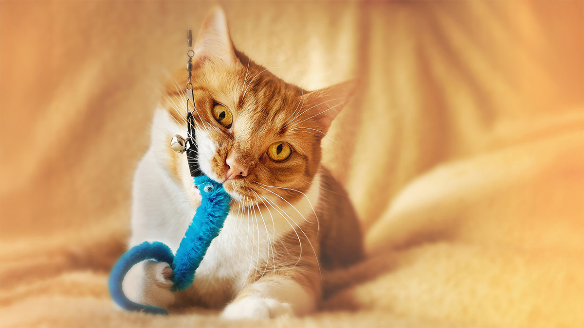 kedi-dis-kasima-oyuncagi.jpg