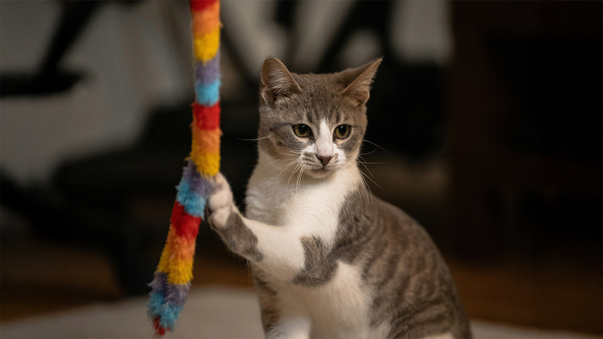 kedi-dis-parazit-damlasi-etki-suresi.jpg
