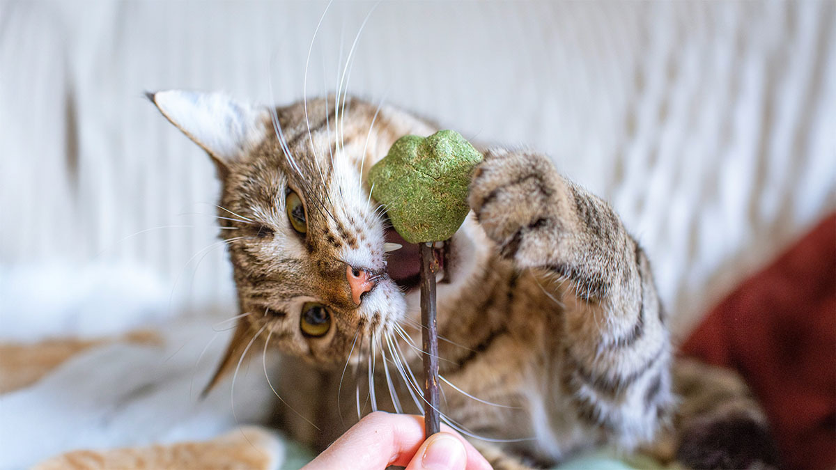 kedi-isirma-oyuncagi.jpg