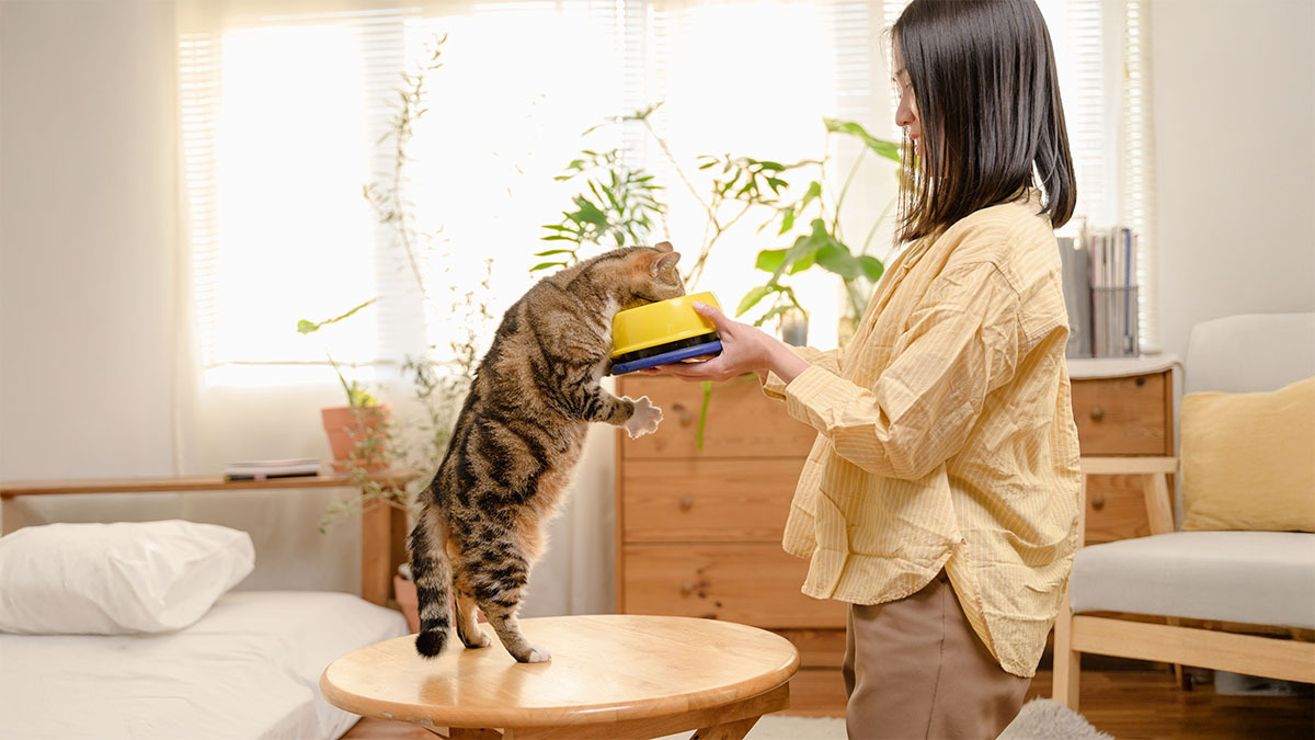 kedi-mama-kabi-yuksekligi-ne-kadar-olmali.jpg