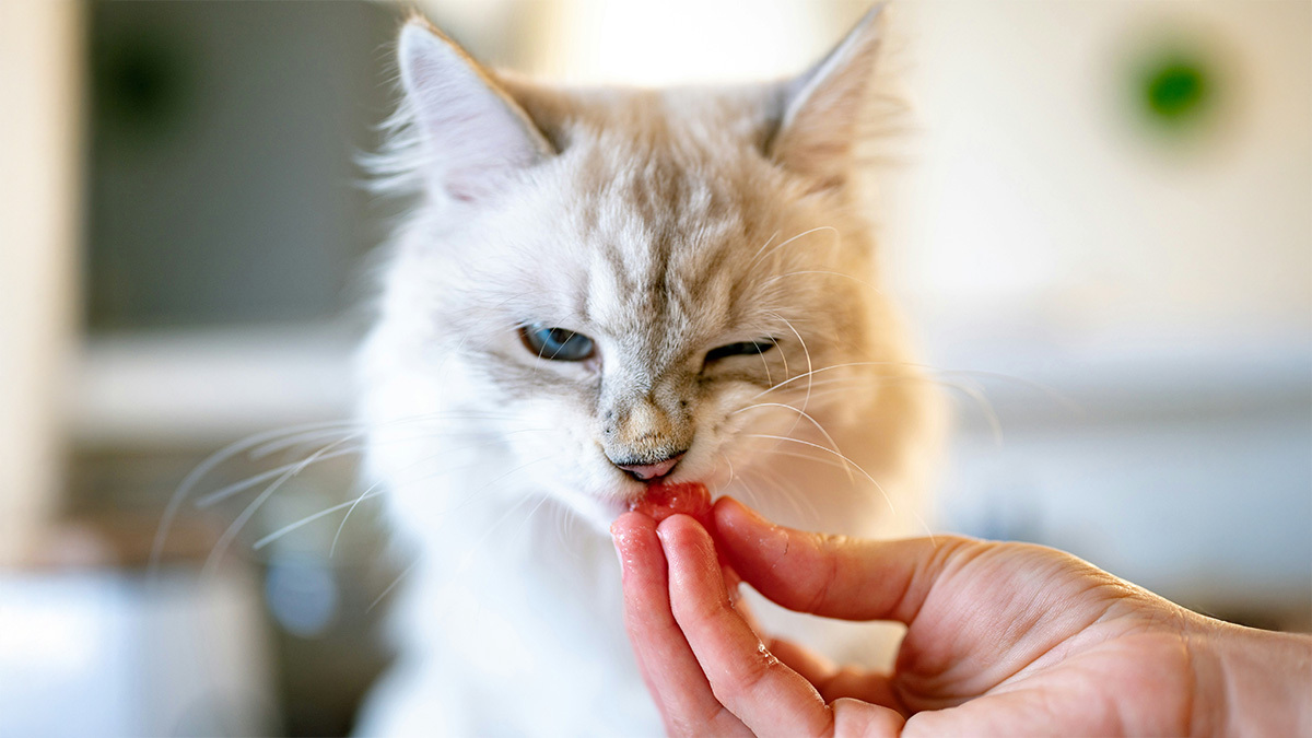kedi-mamasi-ile-onlarin-mutlu-olmasini-saglayin.jpg