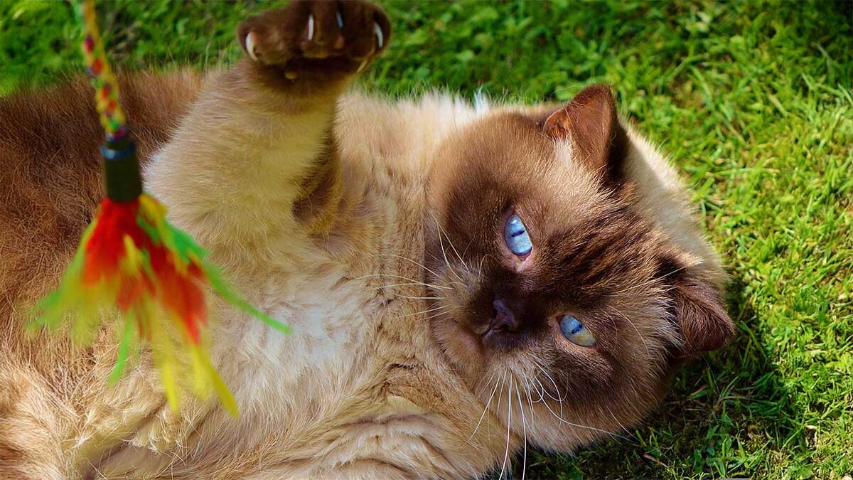kedi-oyuncagi-tavsiye.jpg