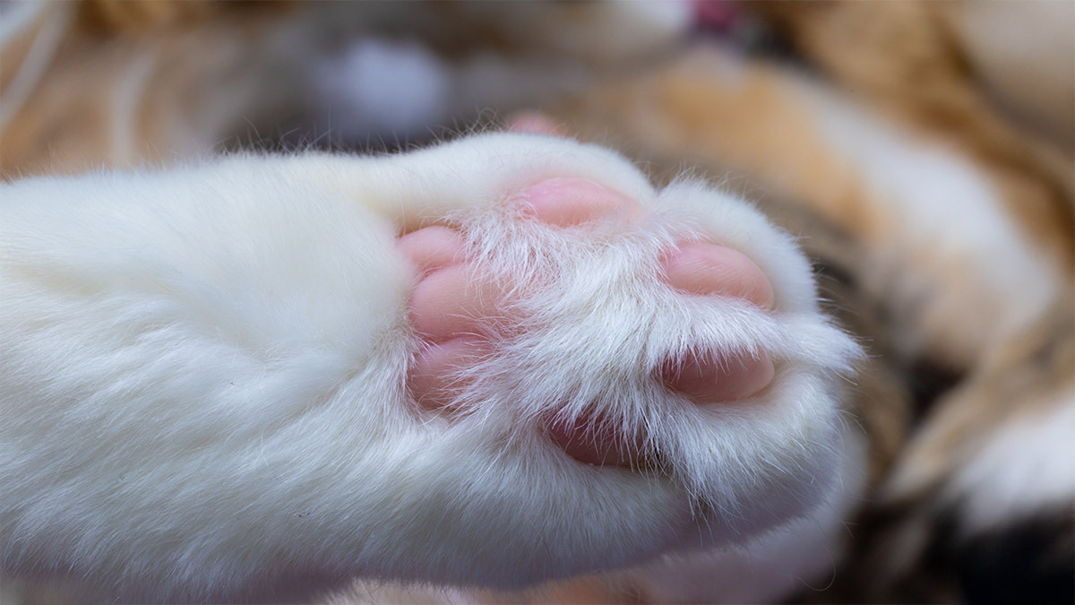 kedi-patileri-anatomisi.jpg