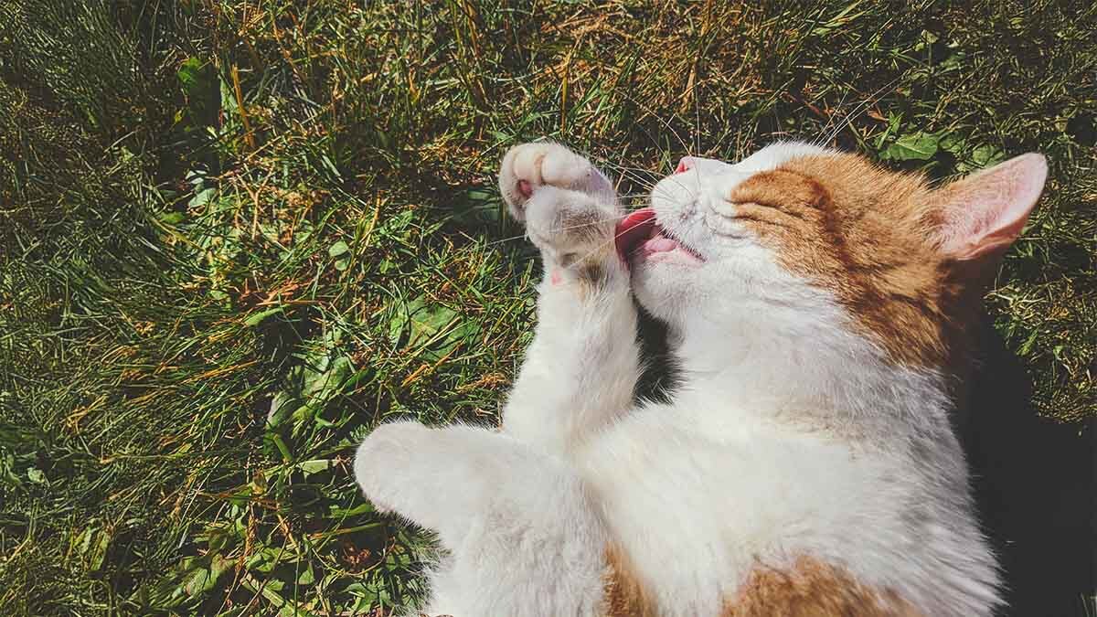 kedi-patisi-bakimi-icin-ipuclari.jpg