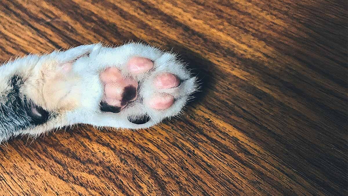 kedi-patisi-hastaliklari.jpg