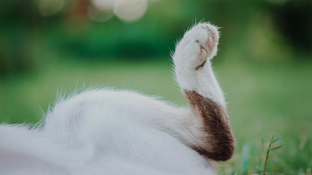 kedi-patisi-kiriklari-ve-iyilesme-sureci.jpg