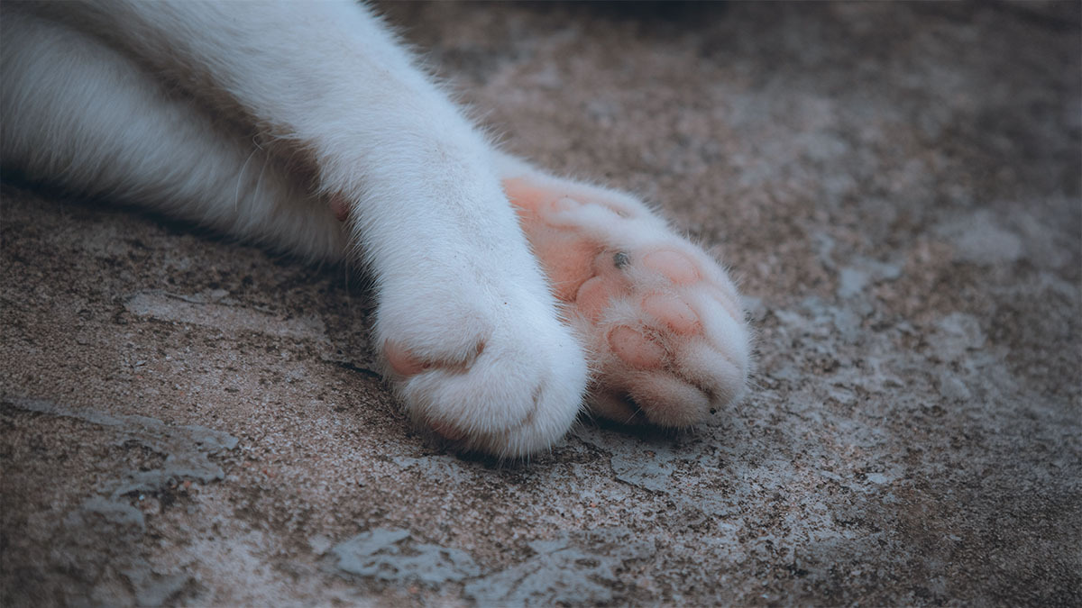 kedi-patisi-mantar-enfeksiyonlari.jpg