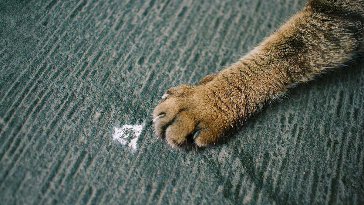 kedi-patisi-problemleri-ve-cozumleri.jpg